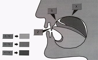 Posición en la que hay que poner la lengua para poder pronunciar las consonantes: Z/TZ, S/TS y X/TX